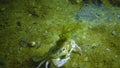 ÃÂ¡rabs Liocarcinus holsatus. Green algae grow on the crab shell. Black Sea